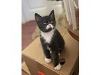 Noodle, Domestic Shorthair For Adoption In Salmon Arm, British Columbia