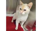 Sir Toast, Siamese For Adoption In Dickson, Tennessee