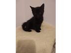 Midnight, Domestic Shorthair For Adoption In Dickson, Tennessee