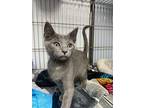 Happy, Domestic Shorthair For Adoption In Duncan, Oklahoma