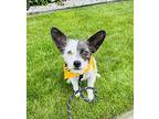 Summer, Terrier (unknown Type, Small) For Adoption In Lynnwood, Washington