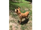 Bindi, American Pit Bull Terrier For Adoption In Little Rock, Arkansas