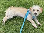 Alfie, Terrier (unknown Type, Small) For Adoption In Santa Ana, California