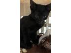Ifrit, Domestic Shorthair For Adoption In Houston, Texas