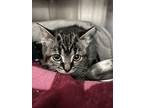 Tumbleweed, Domestic Shorthair For Adoption In Port Mcnicoll, Ontario