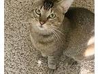 Mill, Domestic Shorthair For Adoption In Houston, Texas