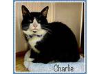 CHARLIE Domestic Shorthair Senior Male