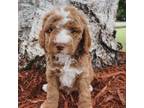 Goldendoodle Puppy for sale in Paynesville, MN, USA