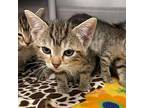 Felicia Domestic Shorthair Kitten Female