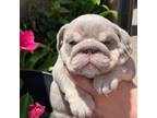 Bulldog Puppy for sale in Moorpark, CA, USA