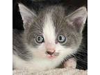 Mercury Domestic Mediumhair Kitten Male