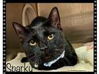 SPARKY Domestic Shorthair Adult Male