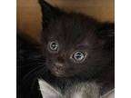 Bowie Domestic Shorthair Kitten Male