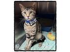 DICE Domestic Shorthair Adult Male