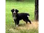 Bernese Mountain Dog Puppy for sale in Mount Vernon, IL, USA