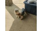Maltese Puppy for sale in Arlington, TX, USA