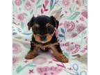Yorkshire Terrier Puppy for sale in Whiteland, IN, USA
