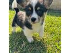 Cardigan Welsh Corgi Puppy for sale in Los Angeles, CA, USA
