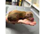 Dachshund Puppy for sale in Yatesville, GA, USA
