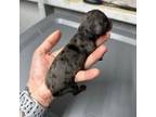 Dachshund Puppy for sale in Yatesville, GA, USA