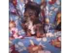 Yorkshire Terrier Puppy for sale in Grafton, WV, USA