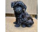 Goldendoodle Puppy for sale in Lynchburg, VA, USA