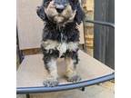Mutt Puppy for sale in Lynchburg, VA, USA