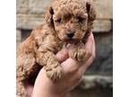 Poodle (Toy) Puppy for sale in Lynchburg, VA, USA