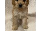 Miniature Labradoodle Puppy for sale in Terre Haute, IN, USA