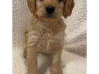 Miniature Labradoodle Puppy for sale in Terre Haute, IN, USA