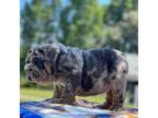 Bulldog Puppy for sale in Stockbridge, GA, USA