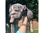 Bulldog Puppy for sale in Stockbridge, GA, USA