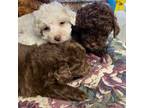 Poodle (Toy) Puppy for sale in Saluda, SC, USA