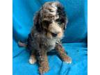 Mutt Puppy for sale in Damascus, AR, USA