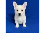 Pembroke Welsh Corgi Puppy for sale in Eaton, OH, USA