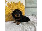 Dachshund Puppy for sale in Neosho, MO, USA