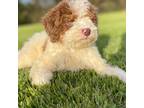 Mutt Puppy for sale in Chatsworth, GA, USA