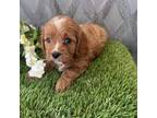 Cavapoo Puppy for sale in Hartville, MO, USA