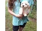 Poodle (Toy) Puppy for sale in Holly Pond, AL, USA