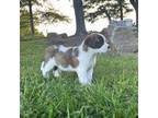 Saint Bernard Puppy for sale in Grantsville, MD, USA