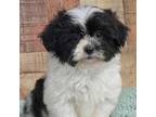 Malchi Puppy for sale in Bethany, MO, USA