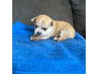 Chihuahua Puppy for sale in Olympia, WA, USA