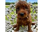 Goldendoodle Puppy for sale in Sunman, IN, USA