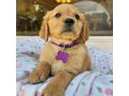 Golden Retriever Puppy for sale in Frederick, MD, USA