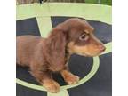 Dachshund Puppy for sale in Yale, OK, USA