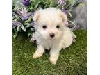Maltese Puppy for sale in Hartville, MO, USA