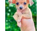 Chihuahua Puppy for sale in Newnan, GA, USA