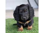Dachshund Puppy for sale in Delta, CO, USA
