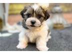 Mal-Shi Puppy for sale in Joplin, MO, USA