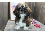 Shih Tzu Puppy for sale in South Bend, IN, USA